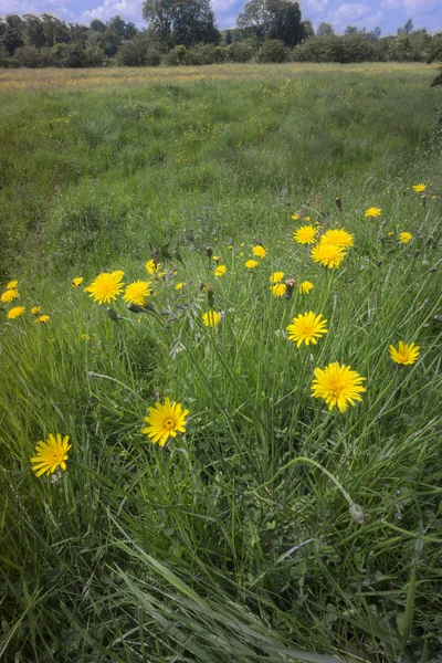 Wetlands — Stockfoto