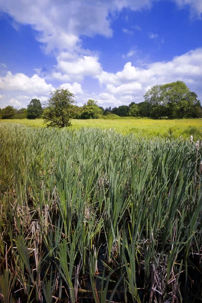 Wetlands — Stock Photo, Image