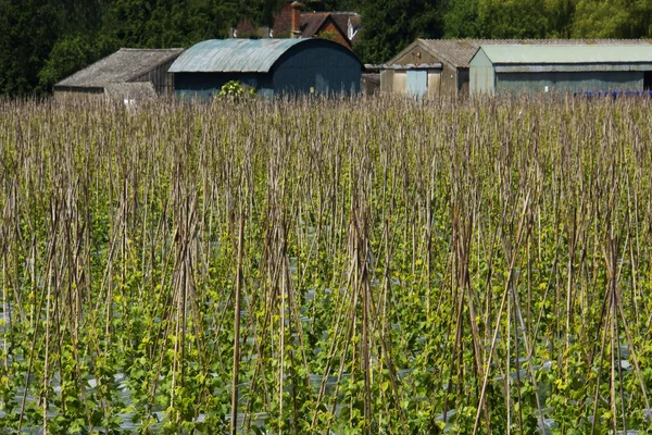 Haricots verts — Photo