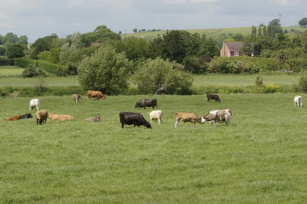 Cattle — Stock Photo, Image