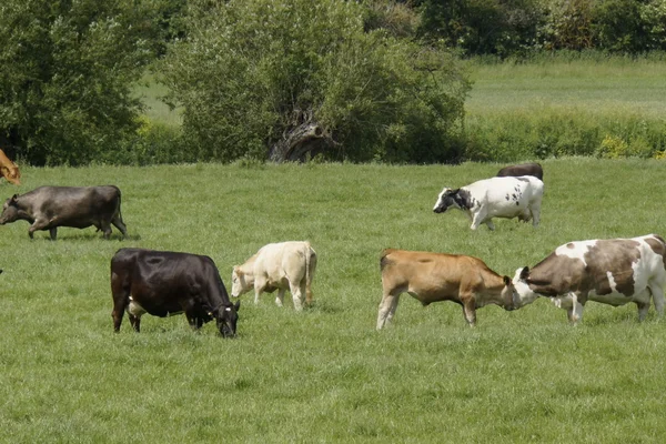 Cattle — Stock Photo, Image