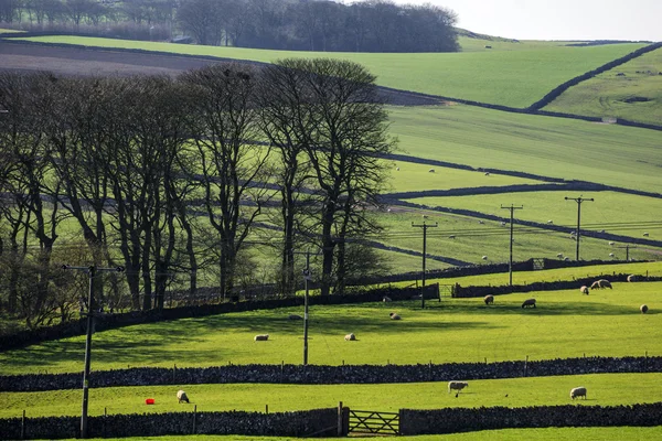 Peak district landscape with fields and dry stone walls — Stock Photo, Image