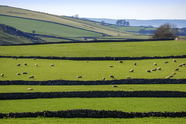 Peak district landscape with fields and dry stone walls — Stock Photo, Image