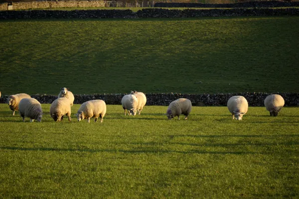 Ovejas en un campo en tierras de cultivo en el campo . —  Fotos de Stock