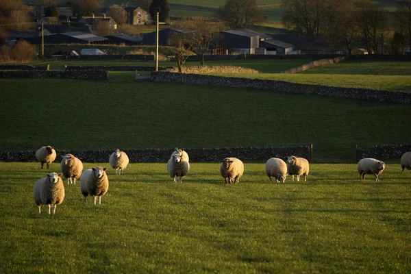 Owce w polu pola uprawne na wsi. — Zdjęcie stockowe