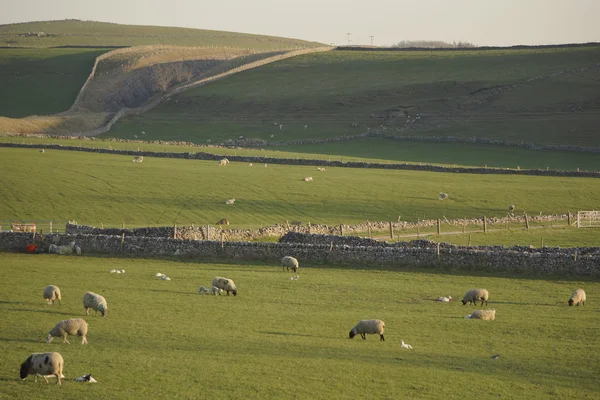 En vy av får illustrera - djurens gård jordbruk jordbruk ull djur djur. — Stockfoto
