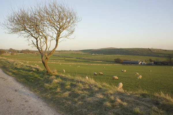 Eine Ansicht von Schafen veranschaulicht - Nutztierhaltung Landwirtschaft Wolle Nutztiere. — Stockfoto