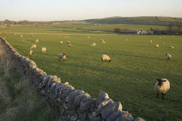 Une vue d'ensemble du mouton illustrant - élevage d'animaux agriculture laine bétail animal . — Photo