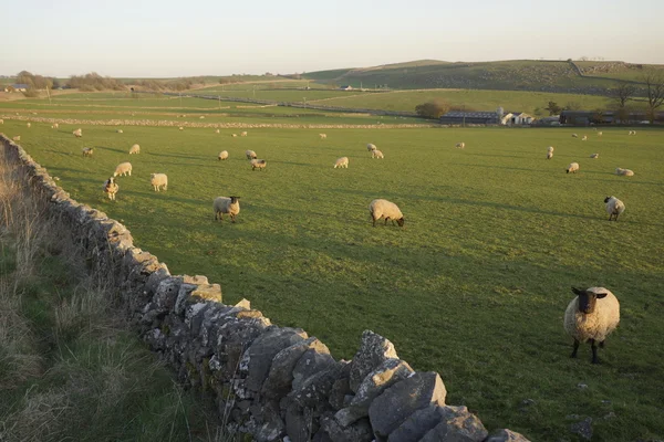 Eine Ansicht von Schafen veranschaulicht - Nutztierhaltung Landwirtschaft Wolle Nutztiere. — Stockfoto