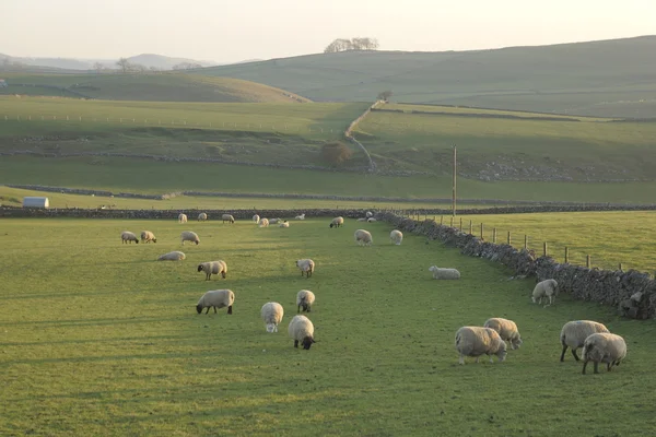 Eine Ansicht von Schafen veranschaulicht - Nutztierhaltung Landwirtschaft Wolle Nutztiere. — Stockfoto