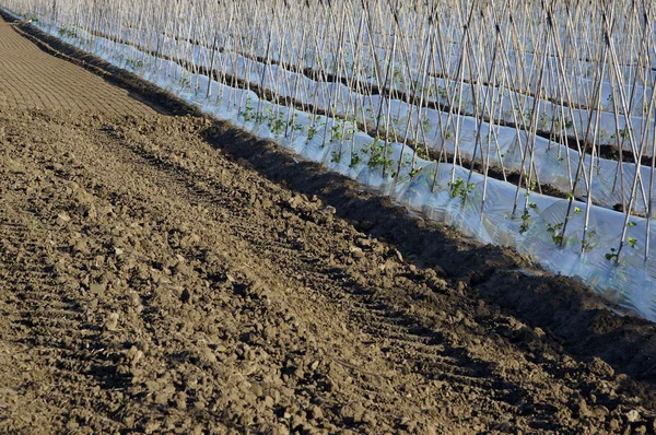 Haricots verts — Photo