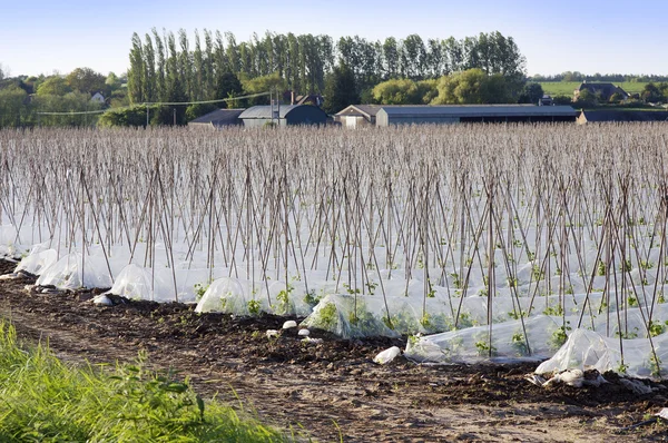 Haricots verts — Photo