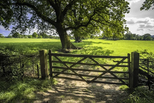 Campo — Fotografia de Stock