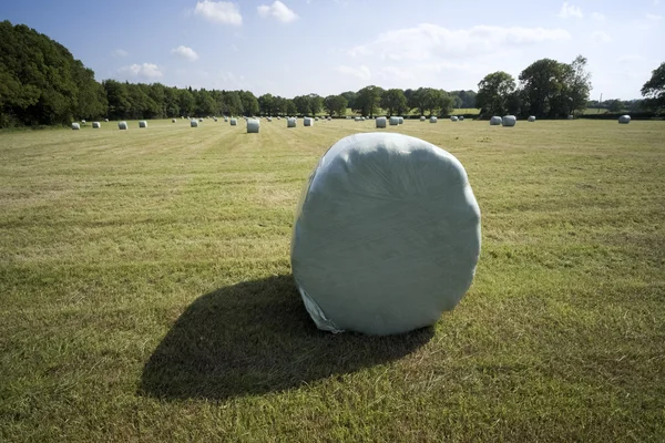 Balles de foin dans un champ sur une ferme — Photo