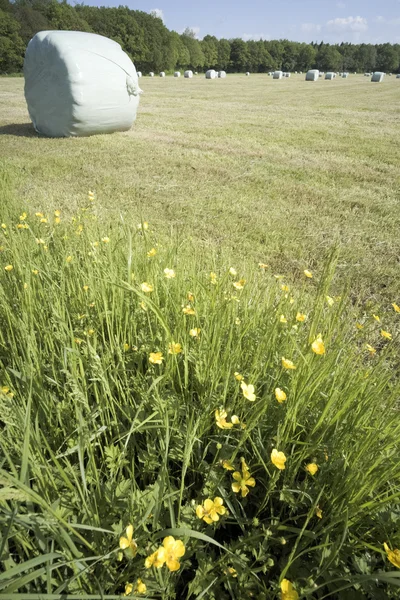 Balíky sena v poli na farmě — Stock fotografie