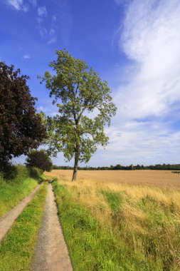 kırsal çevre kırsal bir alanda