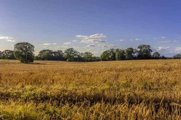 Crops — Stock Photo, Image