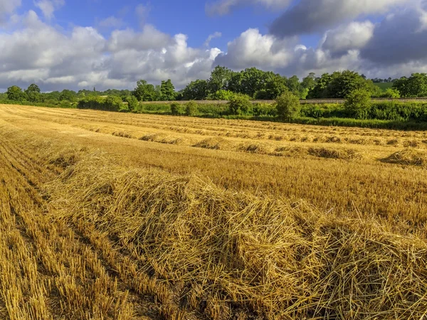 Crops — Stock Photo, Image