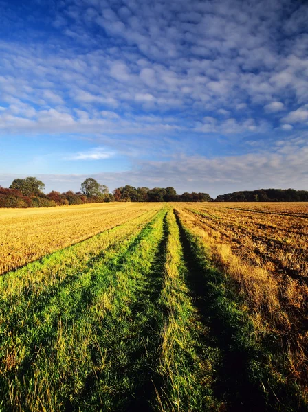 Feld — Stockfoto