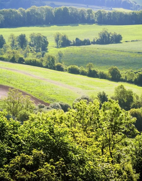 Dekanatswald — Stockfoto