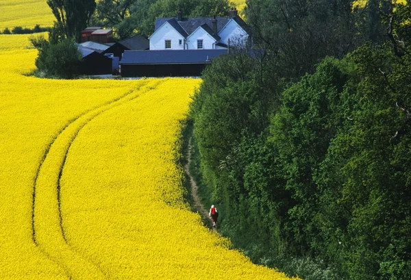 Farm — Stock Photo, Image