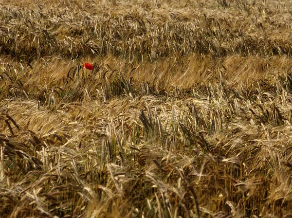 Crops — Stock Photo, Image