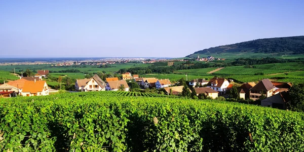 Viñedo — Foto de Stock