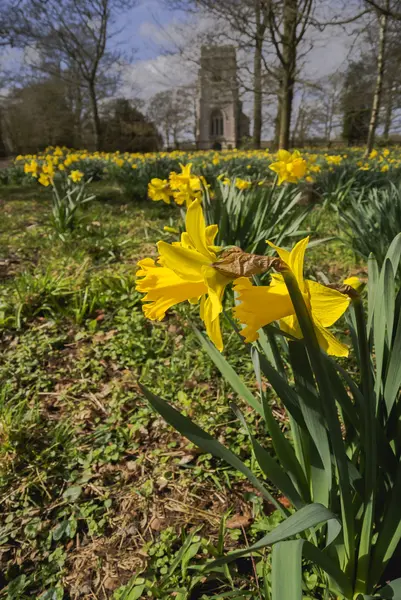 Amarelo daffodil flores selvagens crescendo selvagem no campo . — Fotografia de Stock