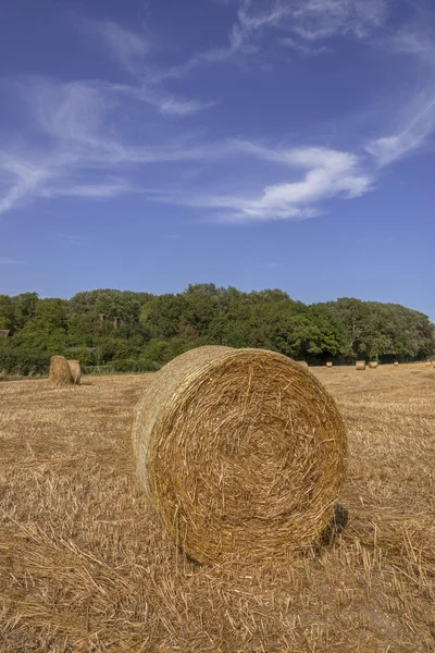 South Downs — Stockfoto