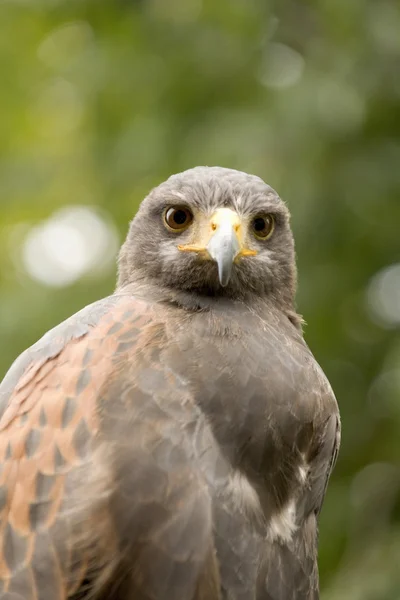 Falcon — Stock Photo, Image