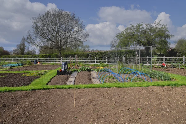 Allotment — Stock Photo, Image