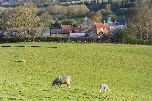 Sheep — Stock Photo, Image