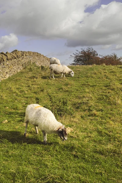 Colline di campagna — Foto Stock