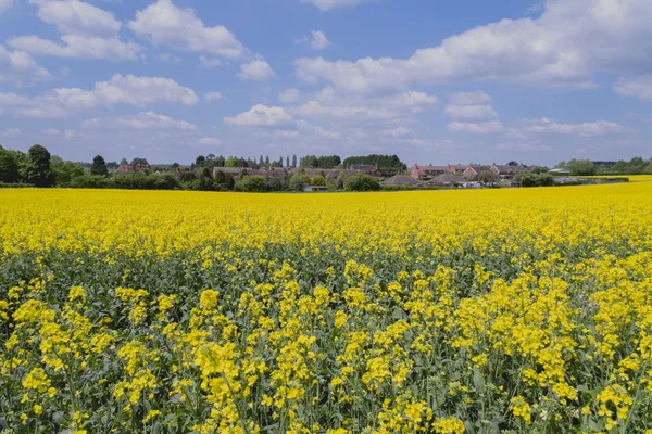 Landbouwgrond wolken bomen gebruikt aarde bodem landbouw olie zaad koolzaad — Stockfoto