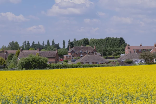 Ackerland Wolken Bäume gepflügte Erde Boden Landwirtschaft Ölsaat Raps — Stockfoto