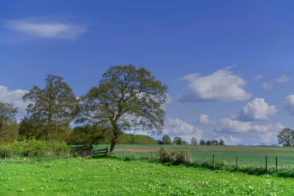 Campo — Fotografia de Stock