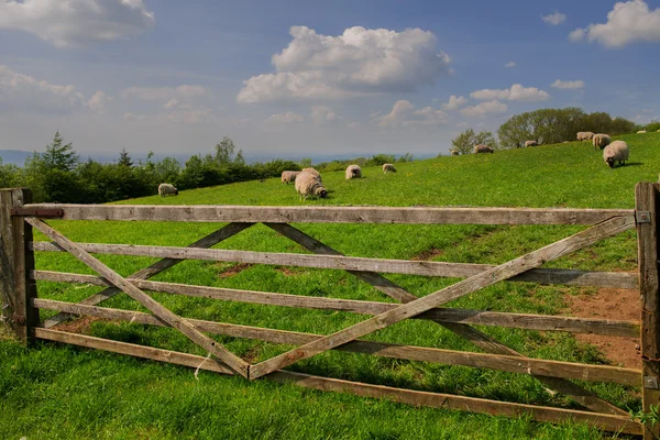 Campo — Foto de Stock