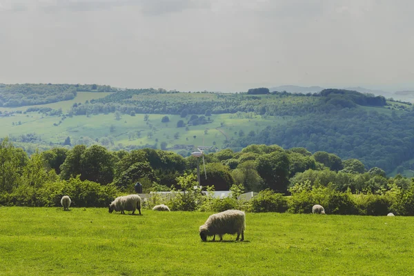 Schapen — Stockfoto