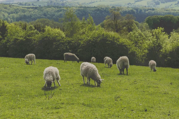 Sheep — Stock Photo, Image