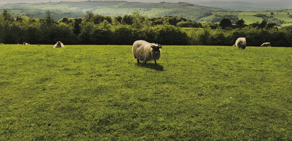 Sheep — Stock Photo, Image