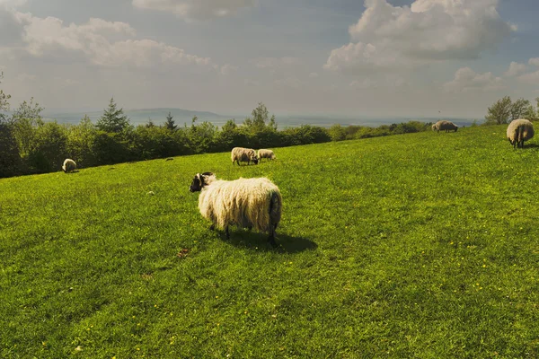Moutons — Photo