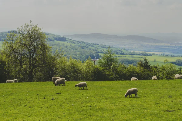 Schapen — Stockfoto