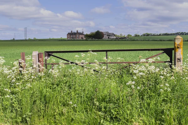 Veld — Stockfoto