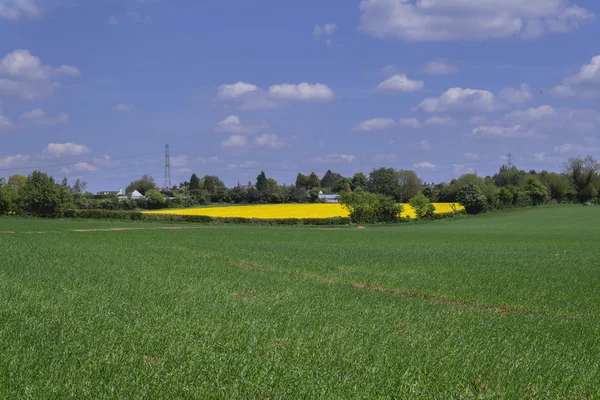 Campo — Fotografia de Stock