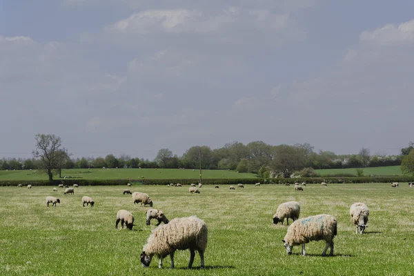 Sheep — Stock Photo, Image