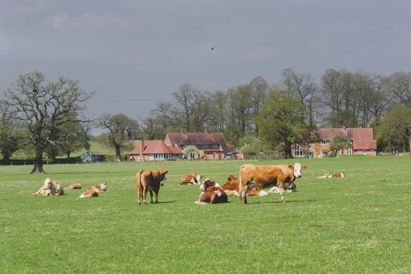 Cattle — Stock Photo, Image