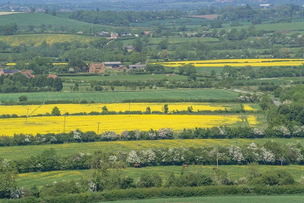 Veld — Stockfoto