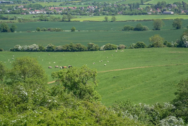 Field — Stock Photo, Image