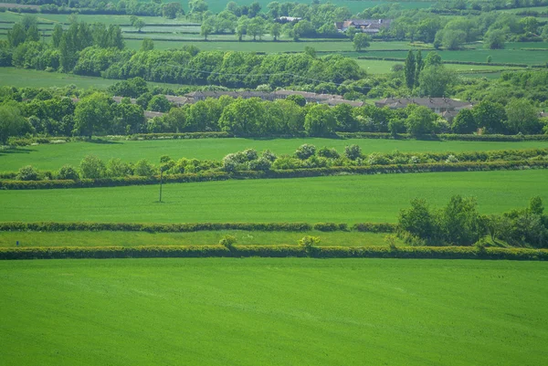 Field — Stock Photo, Image