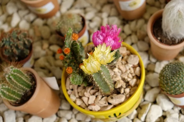 Kvetoucí kaktusy — Stock fotografie